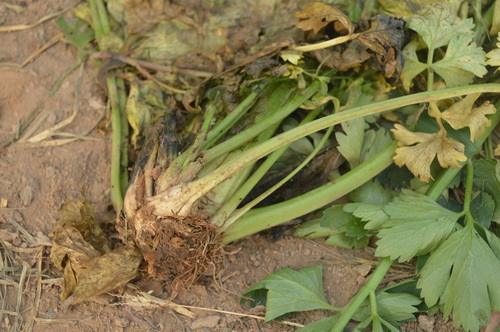 (五)芹菜黑腐病