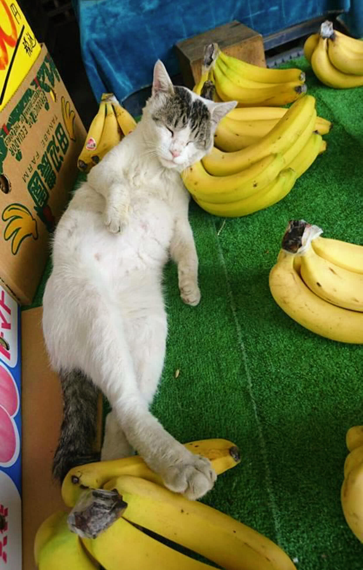 主人:让你看店谁叫你睡觉,还枕着香蕉!猫咪:对不起,我怕落枕