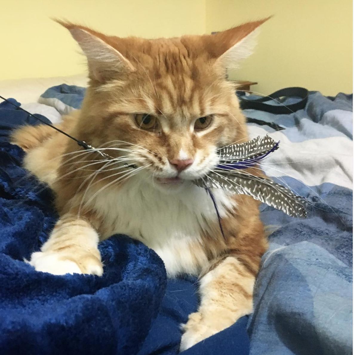 当橘猫基因"邂逅"缅因基因,竟然产生了一只巨型"橘猪"!