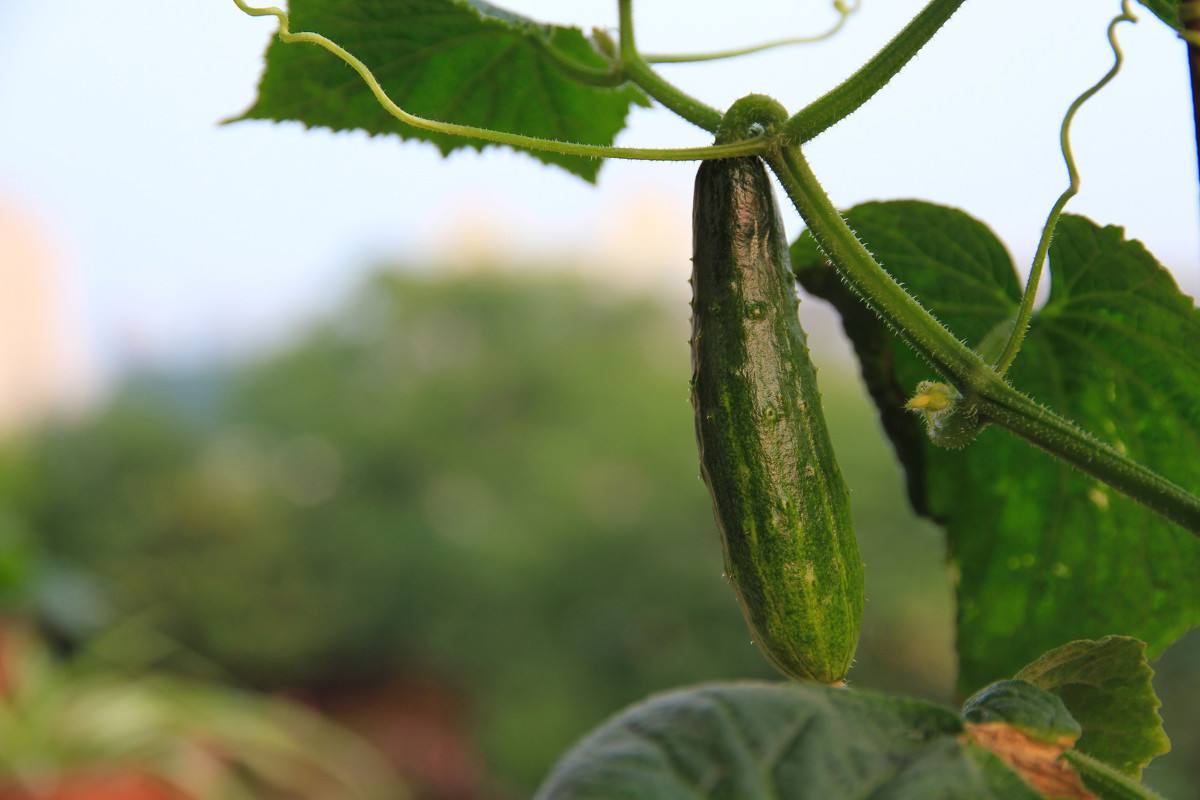 黄瓜- 热门商品专区