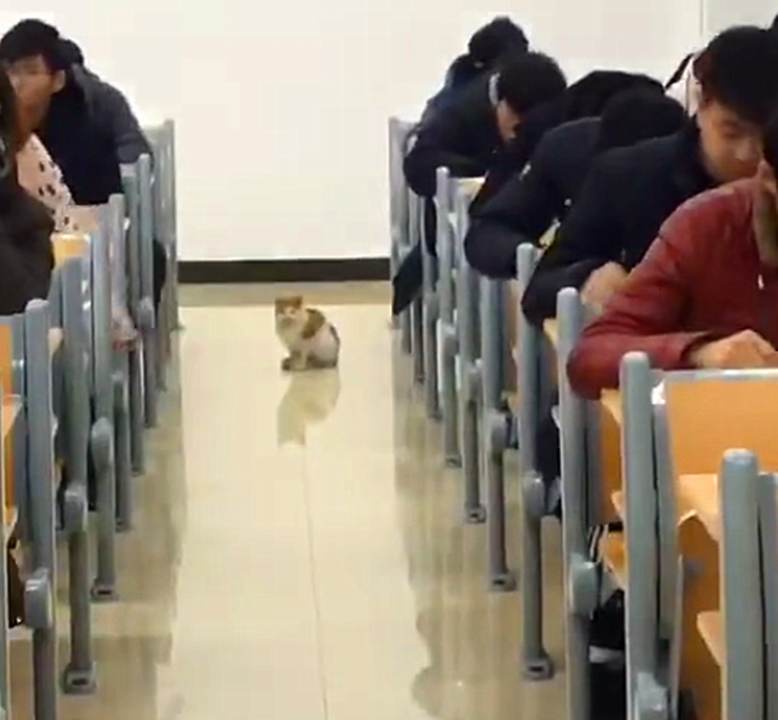 学生考试,猫咪跑进教室巡视,猫:谁敢作弊就挠谁