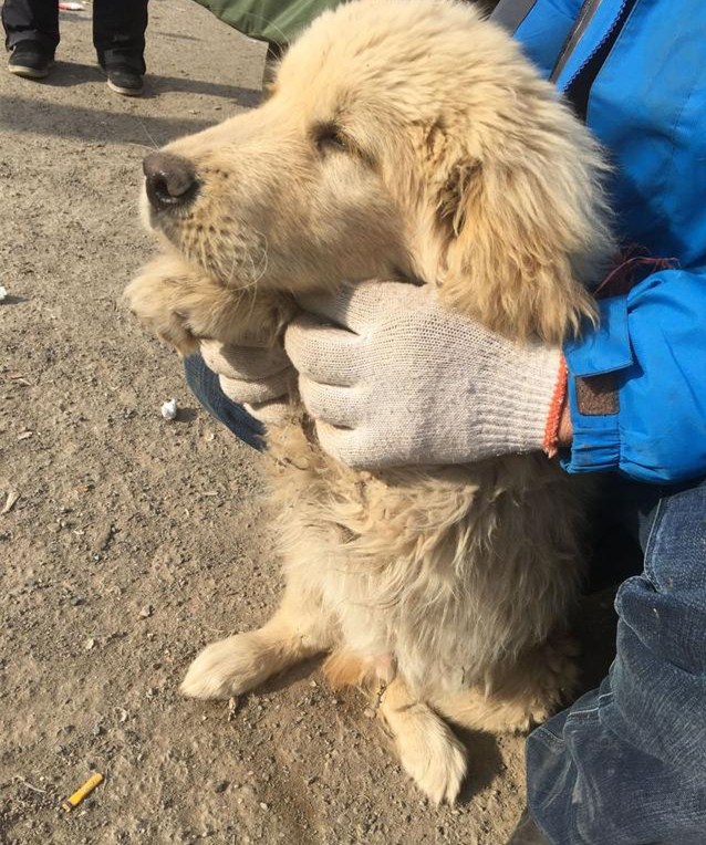 村民去卖狗,金毛和狼青坐车,二哈却只能跟着三轮车走