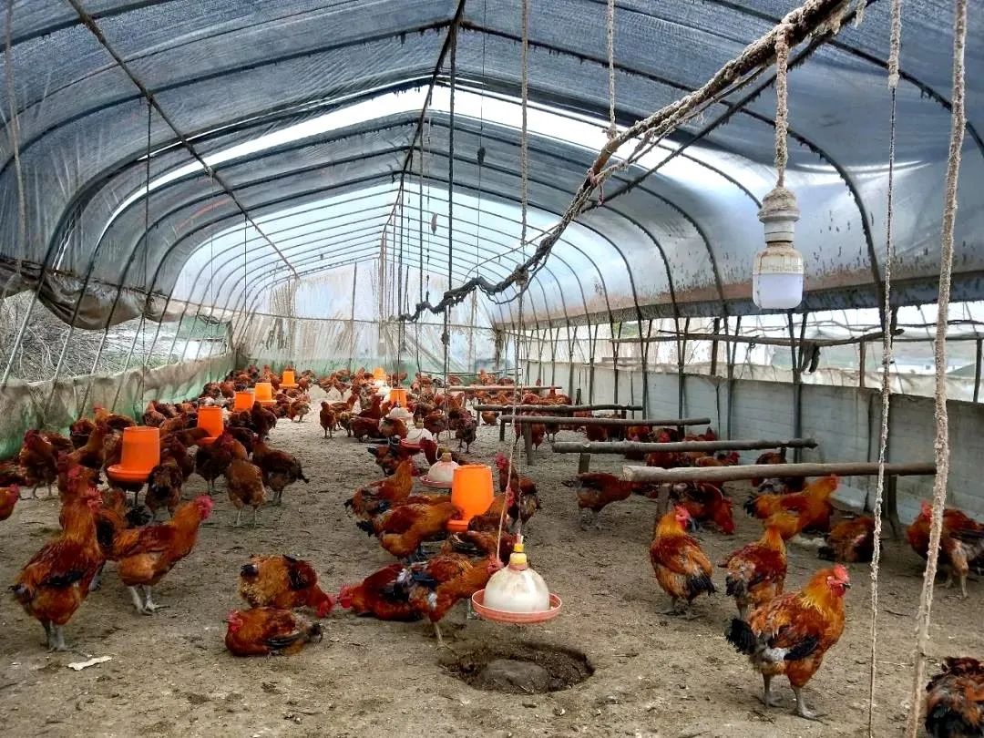 百度爱采购首页 商品专题_农场农户小鸡蜷缩在保温灯下   走进鸡舍