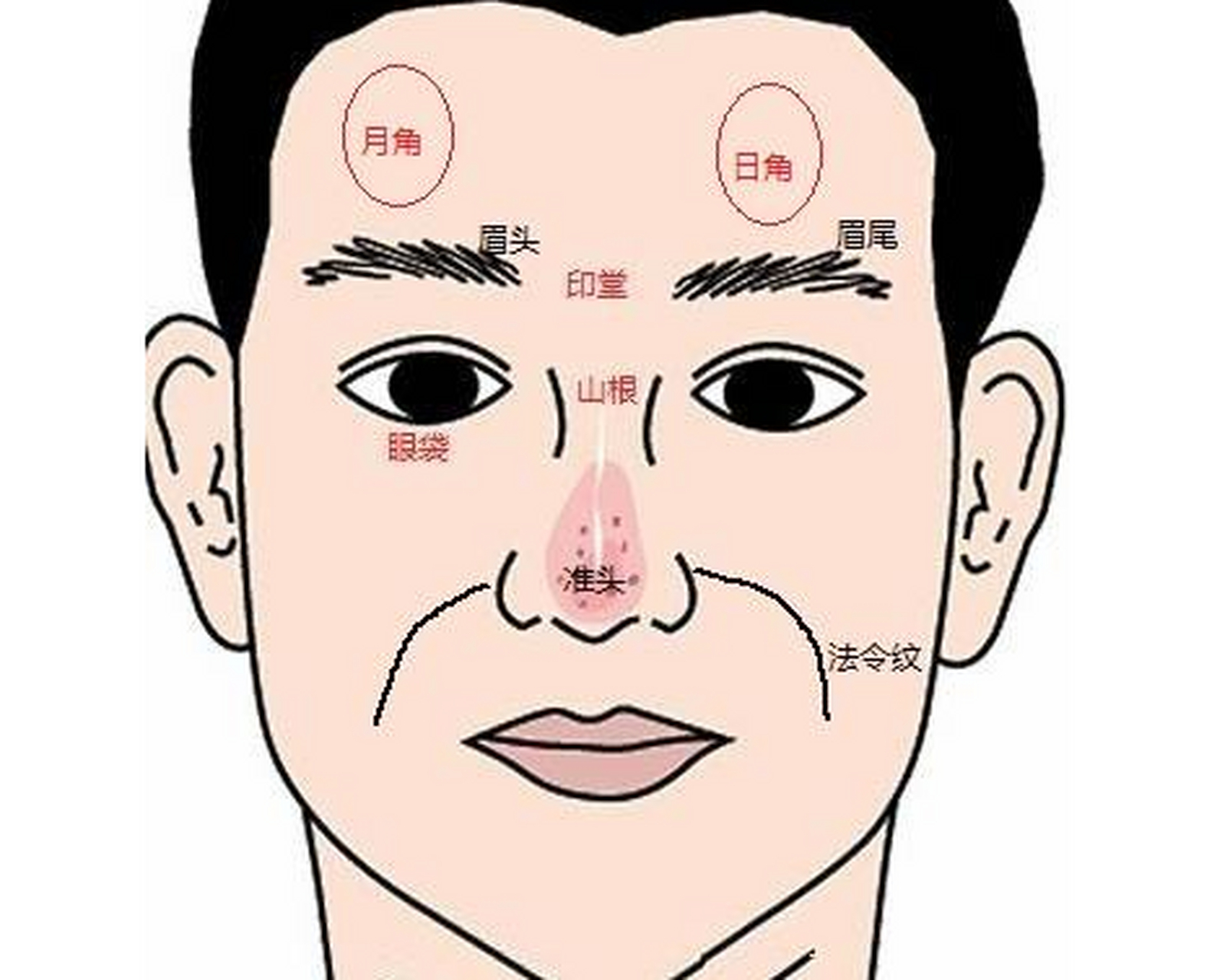 额头有日月角隆起图片图片
