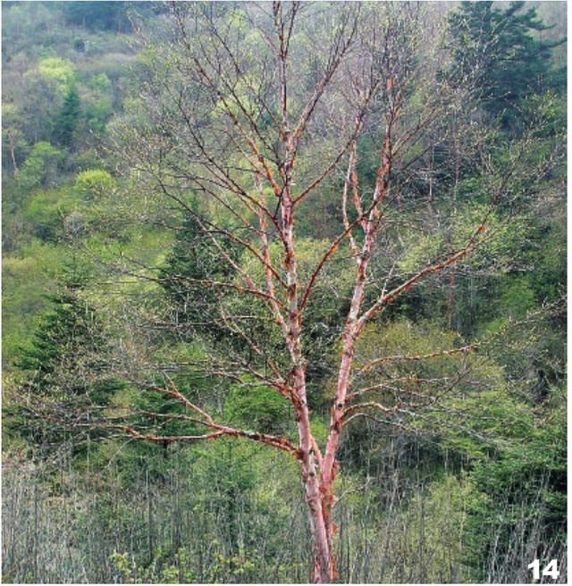 光鲜亮丽的彩色枝干树种