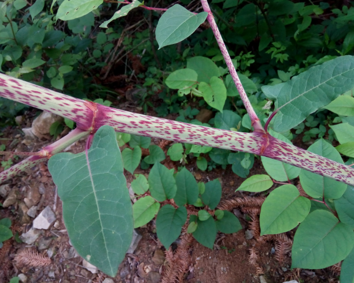 农村这种"草",吃起来酸溜溜,味道让人终身难忘,如今少见了