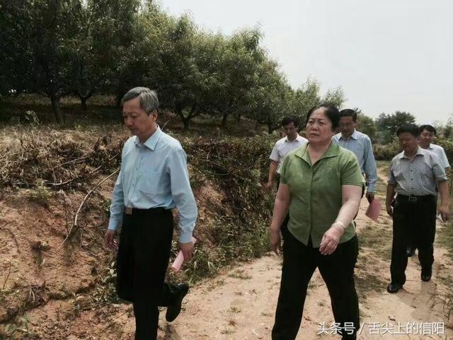 这种马畈独有的观音脸桃,如今已贵到15元一斤且供不应求!