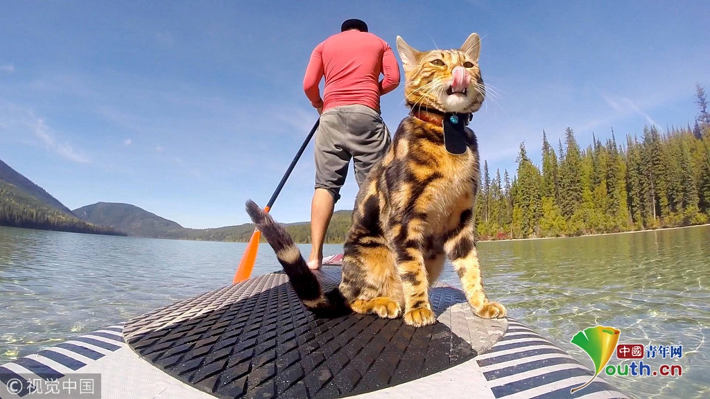 孟加拉猫爱水上运动 跟主人一起划船共赏美景超惬意