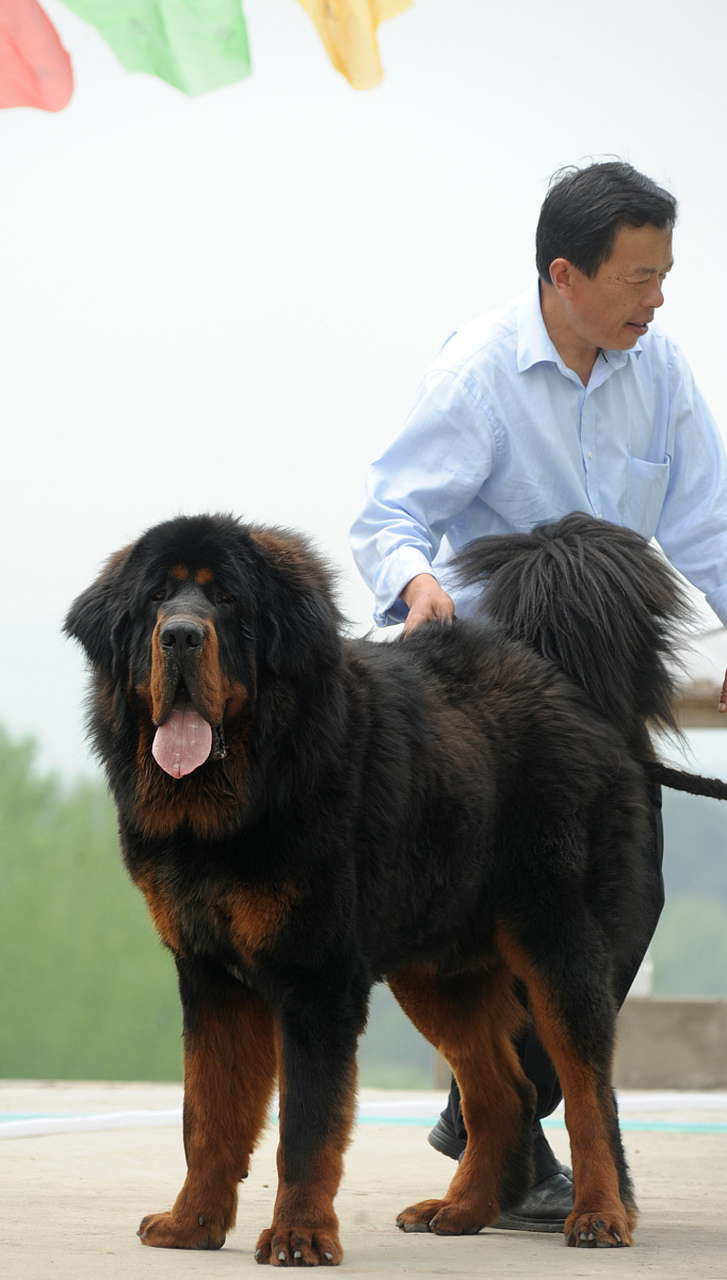 想知道比特犬和藏獒谁更厉害吗?这可不容易说!