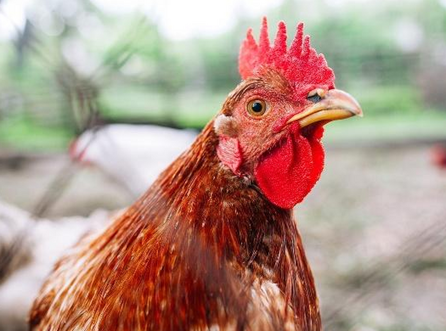 过年拒绝胖三斤#买鸡时,鸡身上的3个部位不宜吃,可能大部分的不清 !!