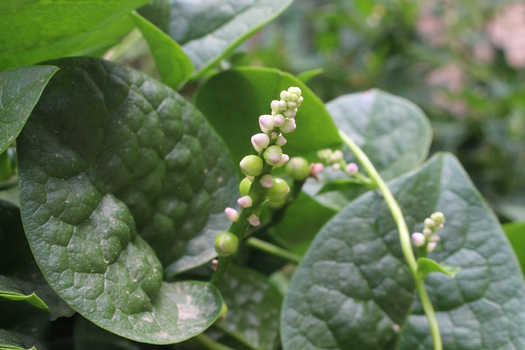 藤菜的栽培技术,需要注意的五个要点,提高藤菜的品质和产量