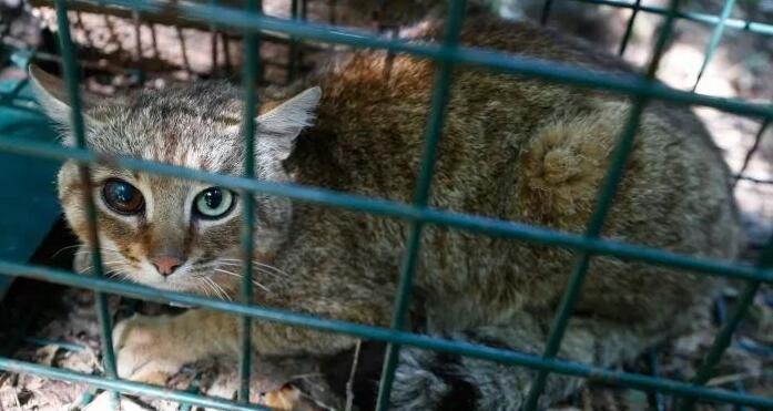 法国发现猫科新物种:猫狐,能确认的仅16只…凶萌凶萌的!