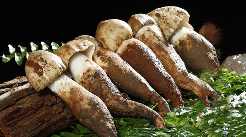 专题_鸡枞菇鸡中菌是一种与白蚁共生的真菌,野生鸡枞菌与白蚁共生生活