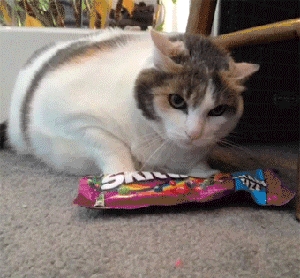 搞笑gif图:这是哪家的二货主人给我们柯基梳的小辫!