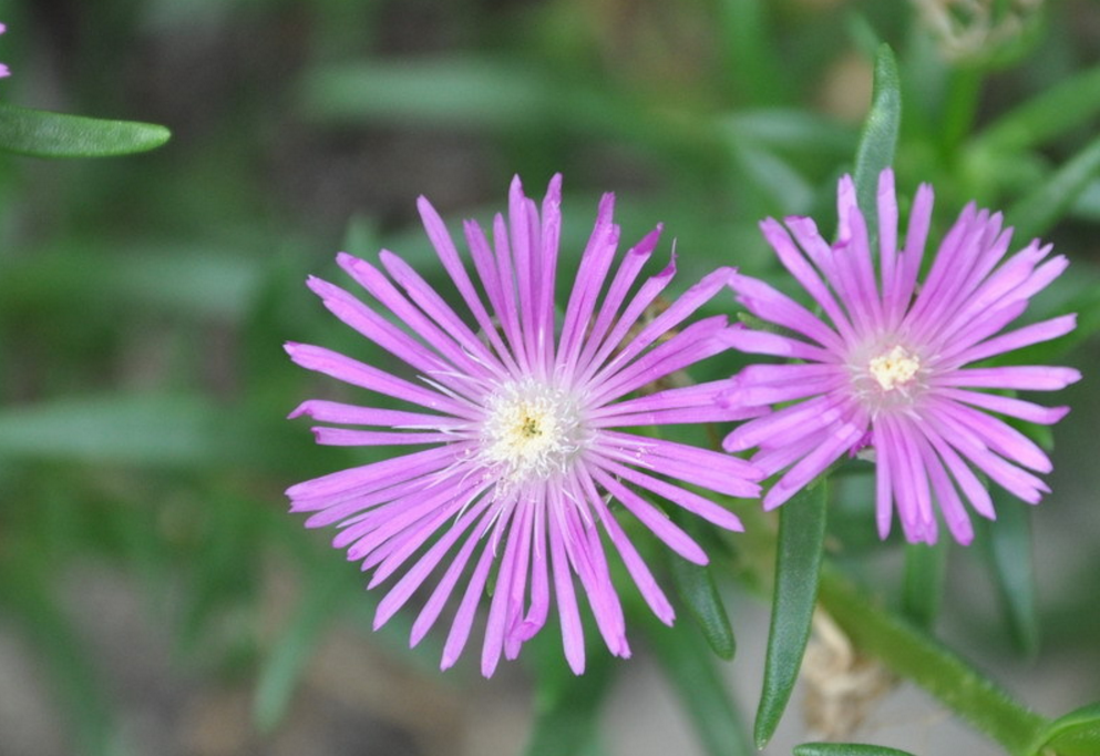 三色松叶菊图片