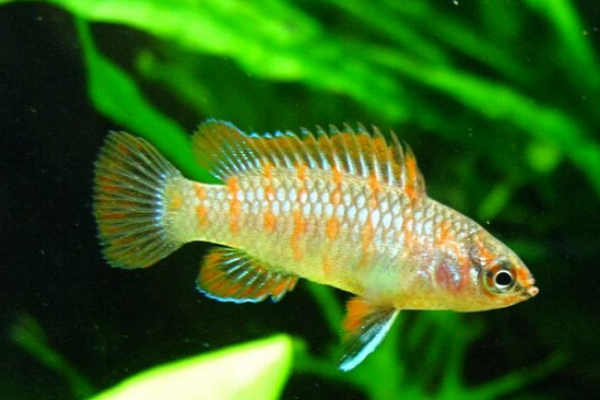 一起来了解下火焰变色龙鱼吧