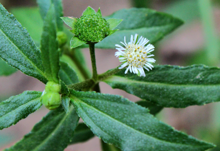 民间良药:"旱莲草"的妙用!