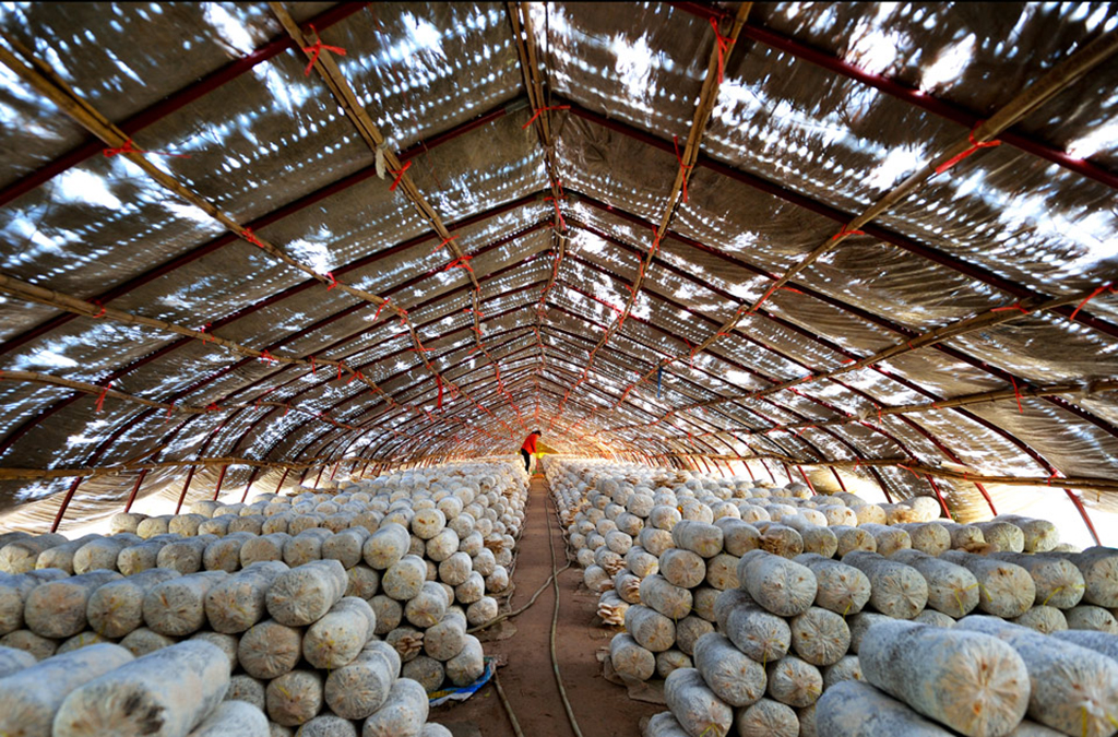 选用栽培场地大有讲究,平菇栽培在这里,长得真肥美