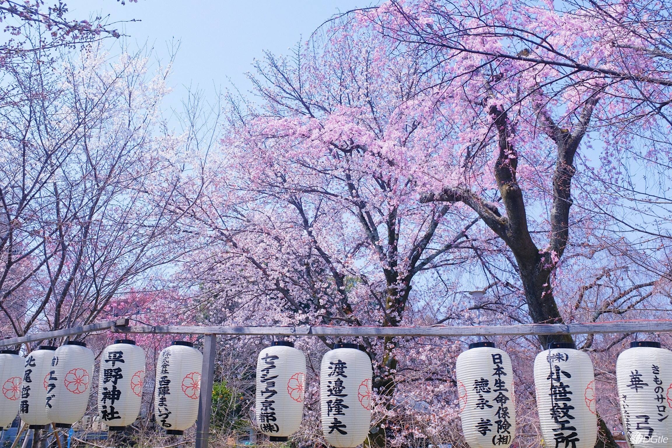 世界最大"樱花树"落户日本:88万多块乐高积木拼成,非常惊艳!