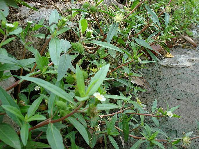 稻田旁边一种"墨草",乡下姑娘拿它"熬水"洗头,难怪头发乌黑