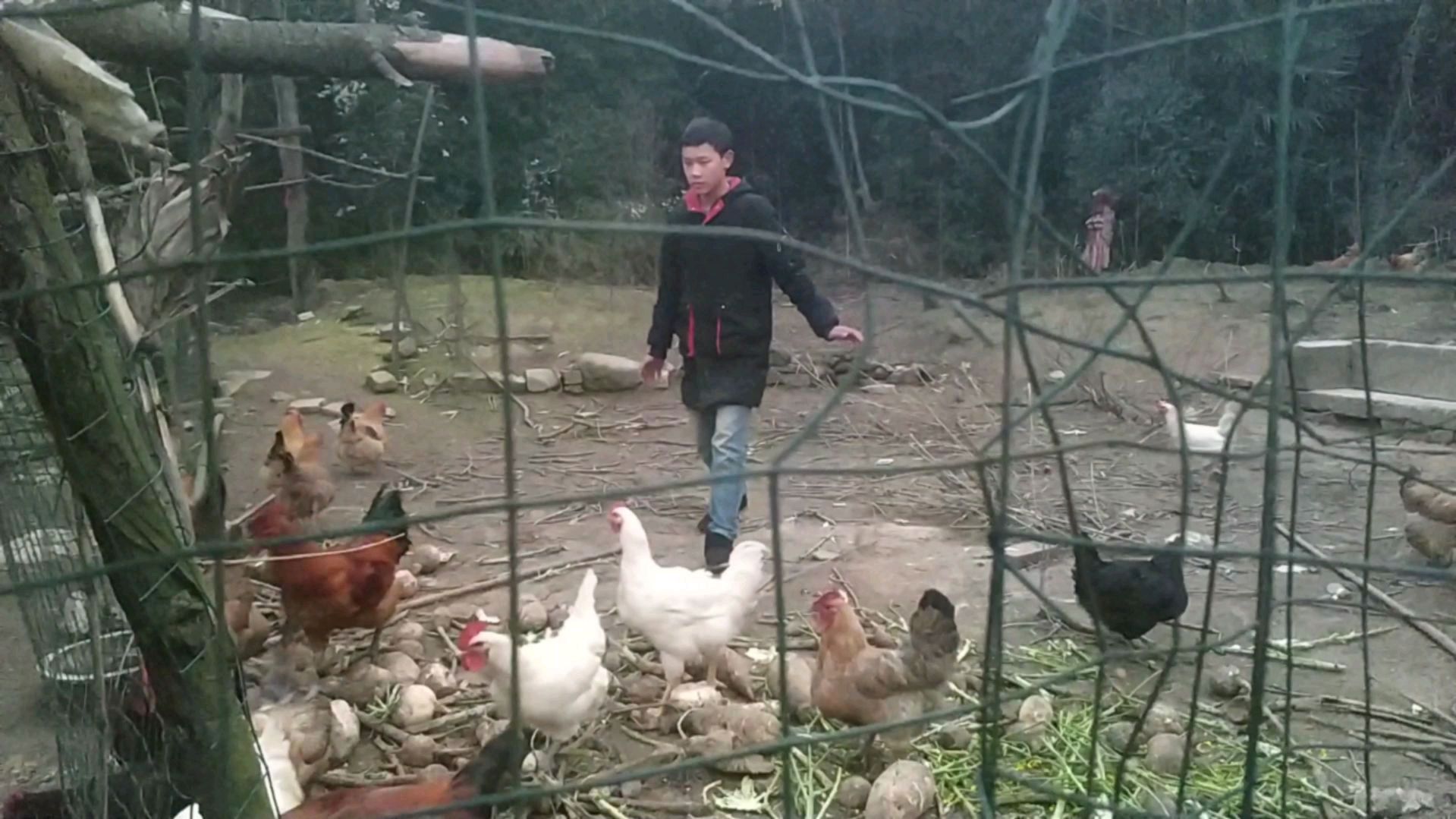 去村民家买乌脚土鸡,路遇大狗求救,小伙抓鸡过程搞笑