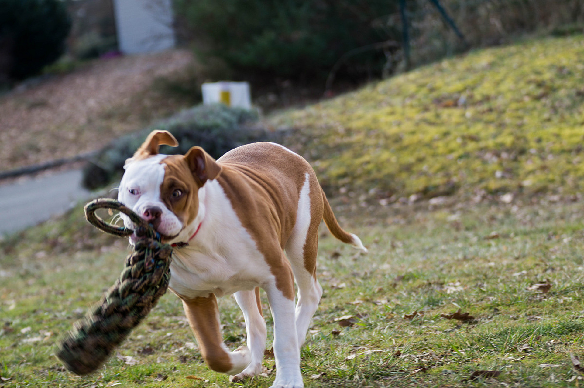 巴吉度猎犬非常聪明,易于训练,通常被用作猎犬或家庭宠物.