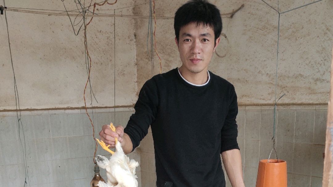 农村两兄弟在自家老房学养殖阉鸡,抓了500只鸡,他们会成功吗?