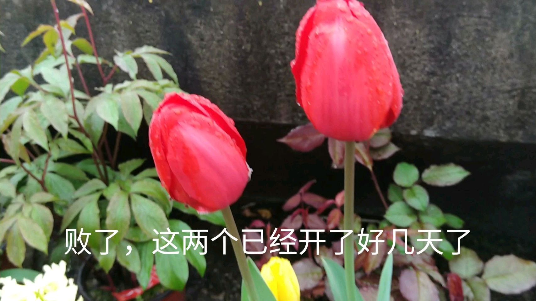 牡丹,墨兰,茉莉,山茶,海棠,玫瑰,郁金香……你喜欢哪一款?