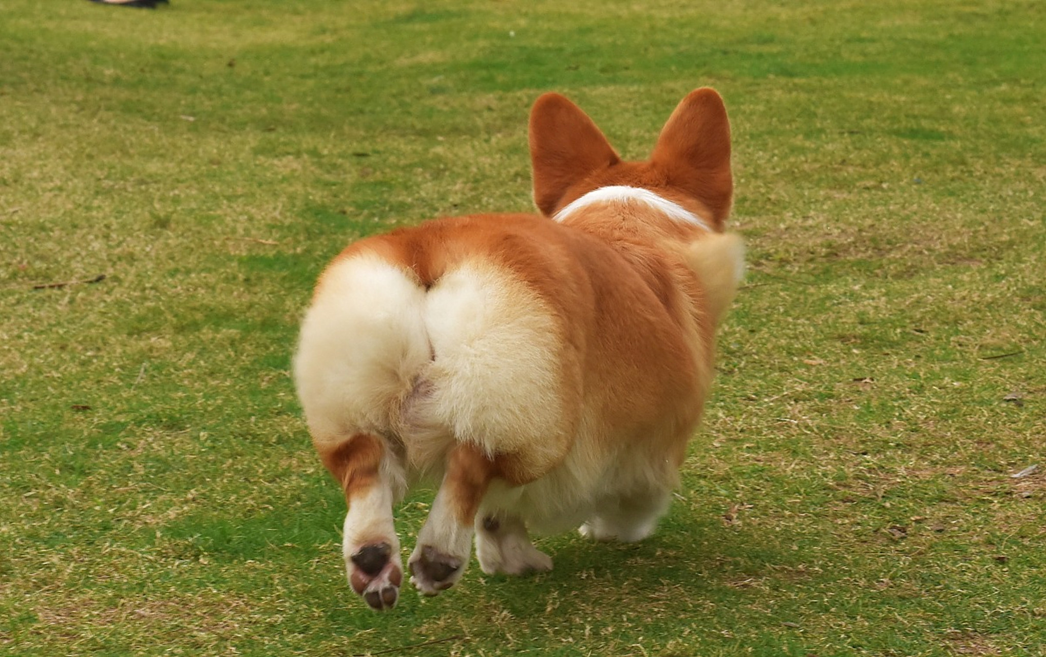 柯基犬的优点有很多:  外貌独特,柯基犬的小短腿,微笑的脸庞,被大家