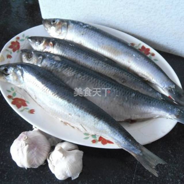 渤海湾青皮鱼图片