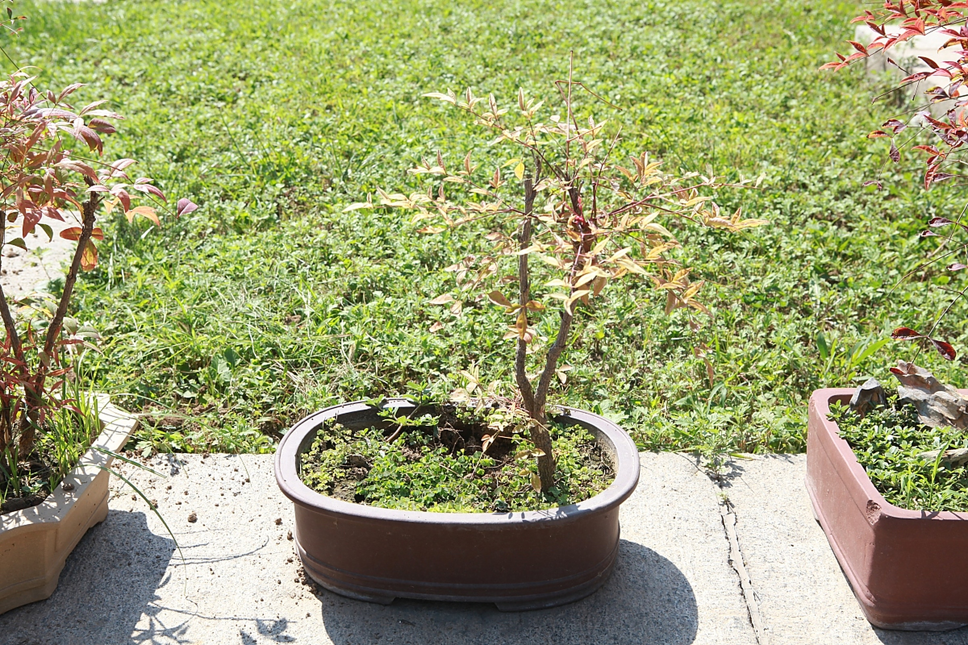 了解其生长习性和环境需求,并采取适当的养殖方法,可以让老鹰刺盆景