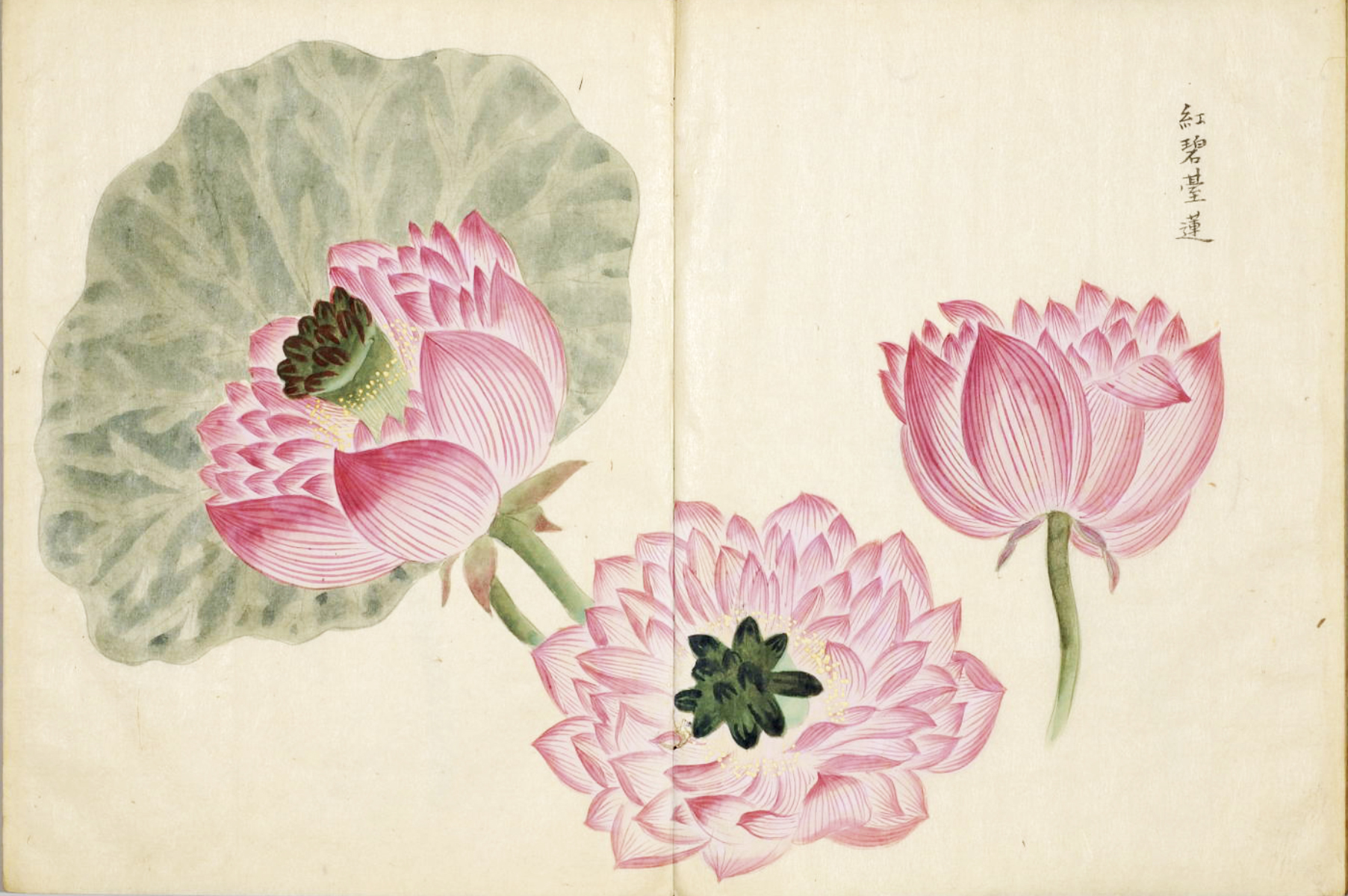 日本师法中国绘画艺术的代表画谱,画尽莲花之清雅之姿