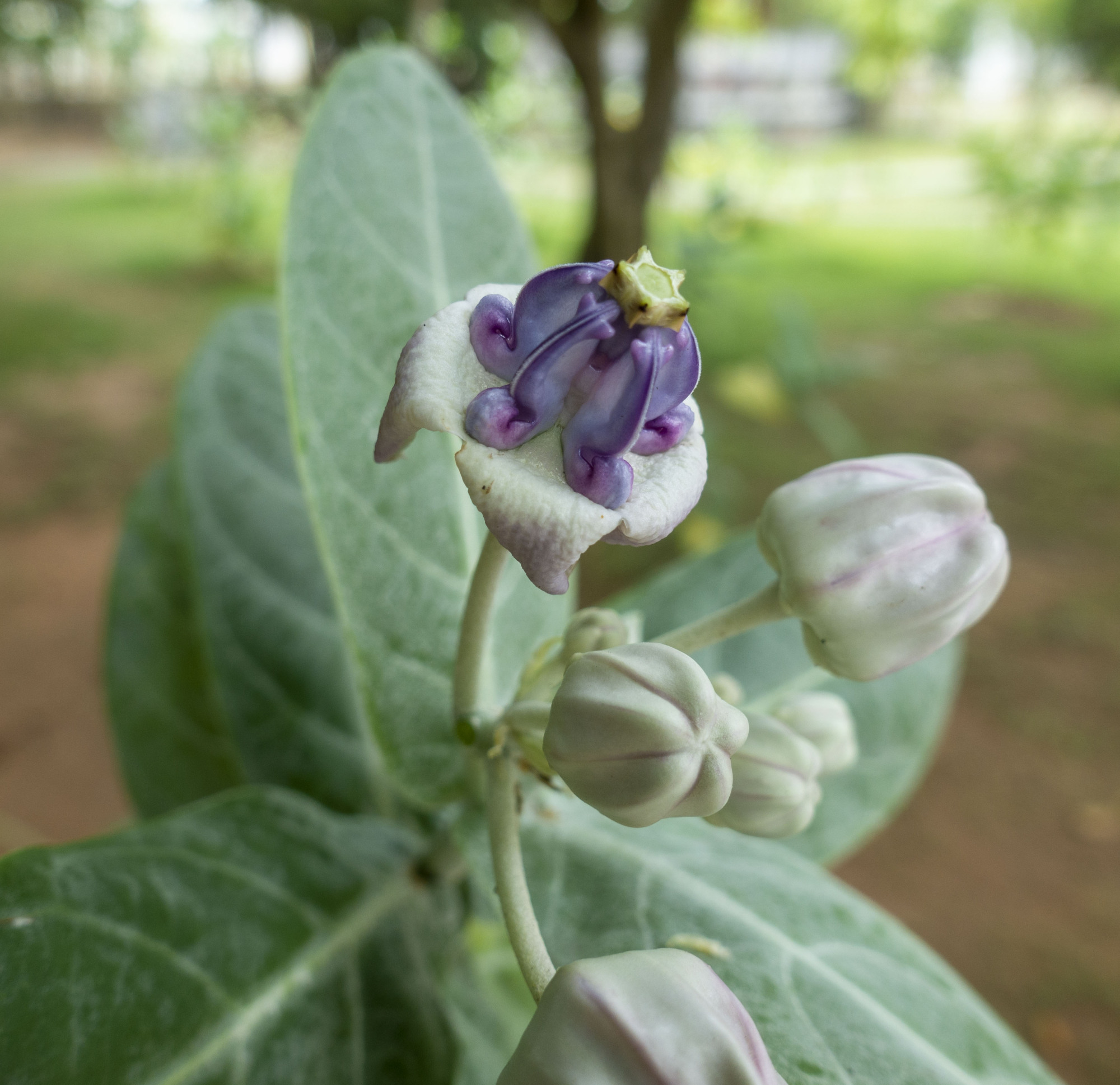 海南儋州东坡书院的狗仔花4月份才开花难得一见