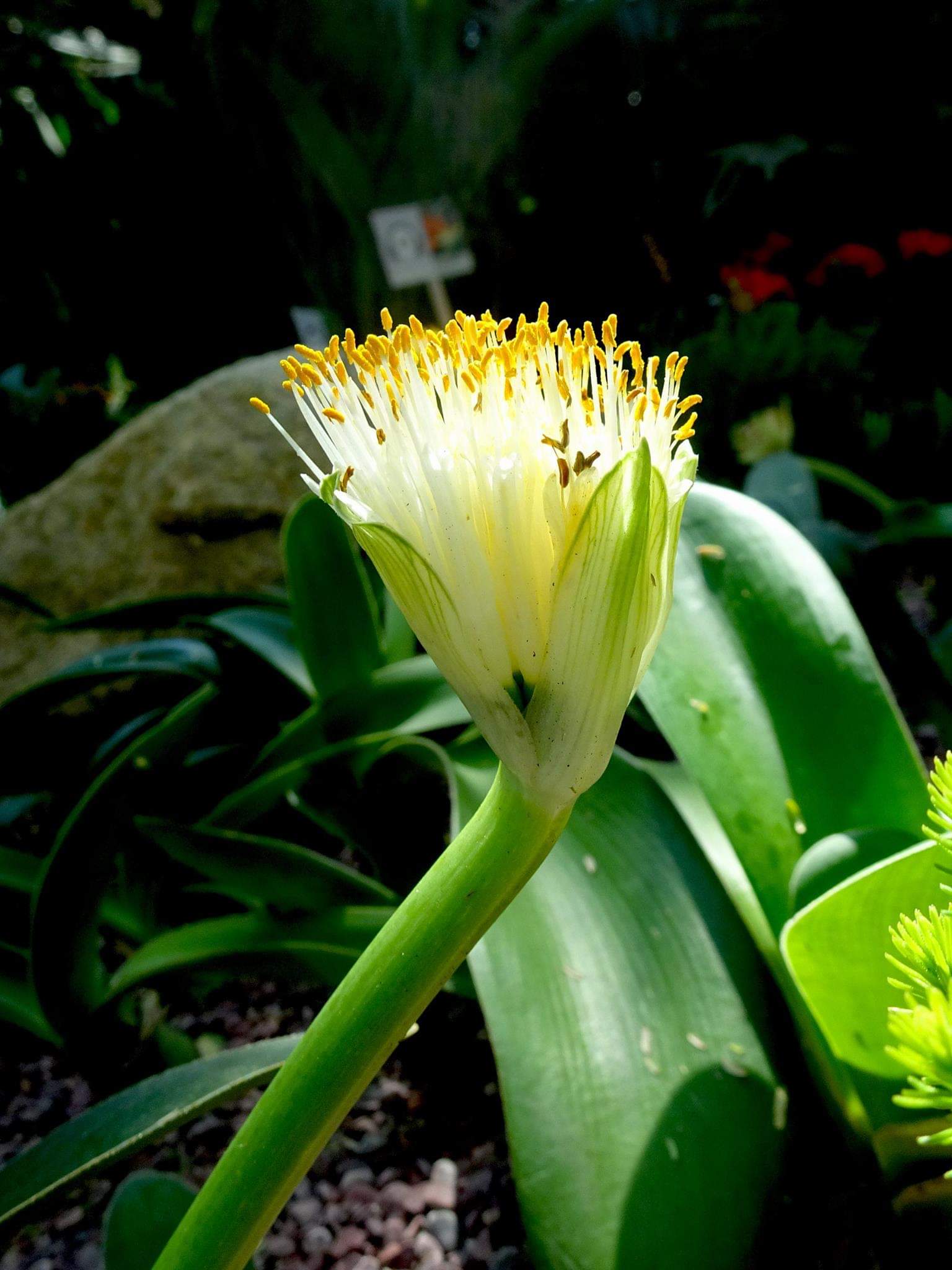 虎耳兰开的花! 转载自百家号作者:遵纪守法sky668