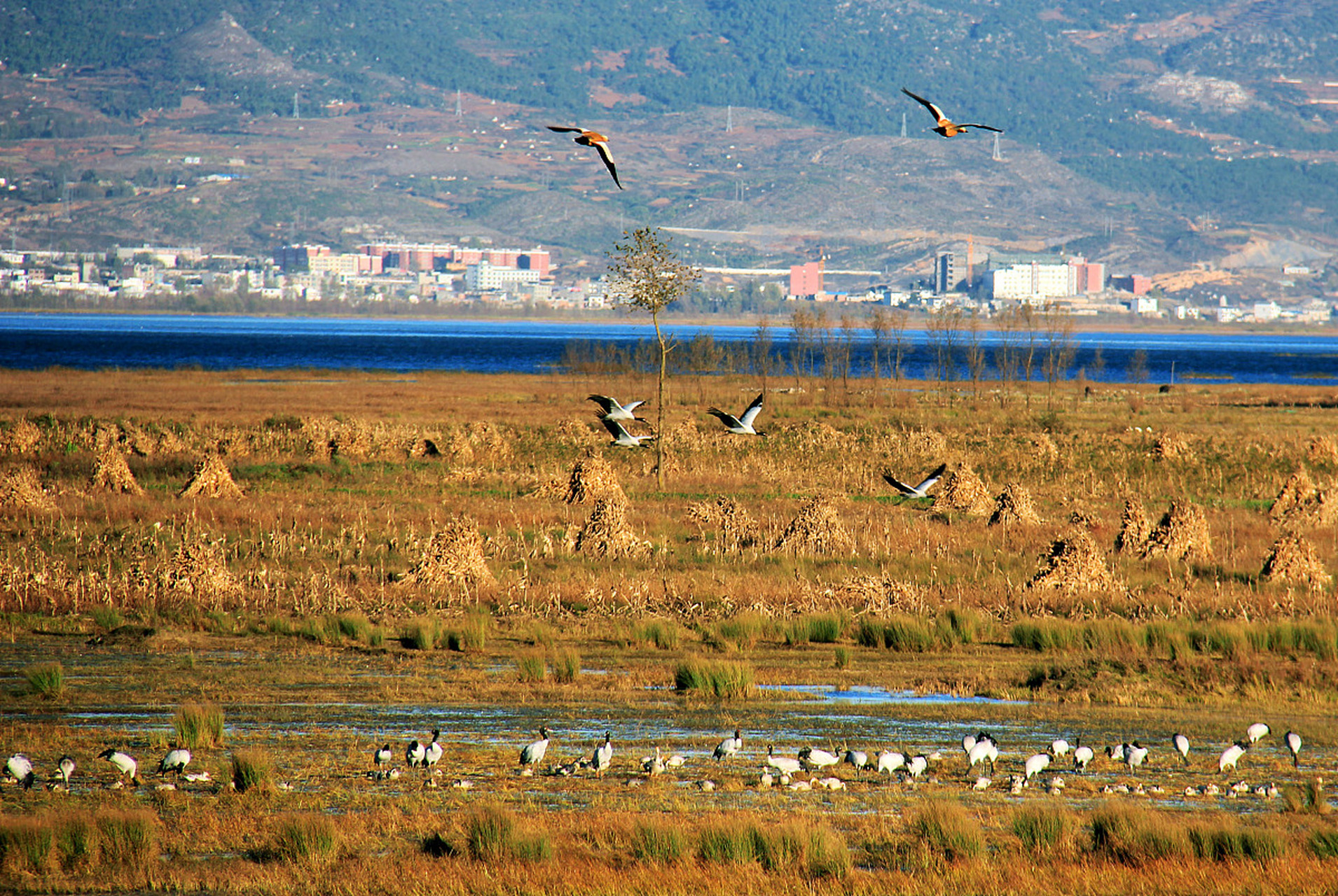 威宁草海,位于贵州毕节,是一个以水面行船和赏花而闻名遐迩的景点.