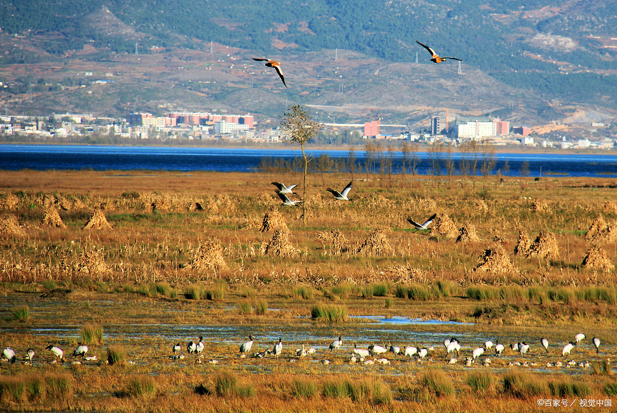 威宁草海,位于贵州毕节,是一个以水面行船和赏花而闻名遐迩的景点