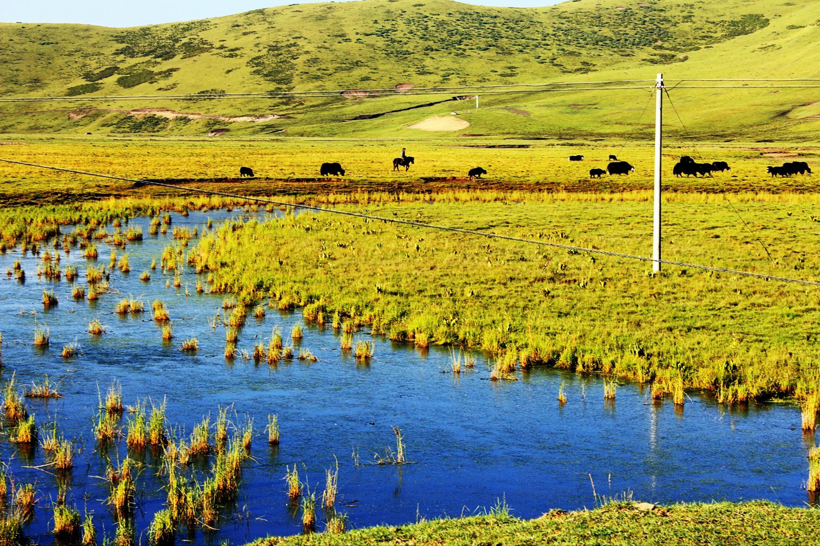 若尔盖草原素有"川西北高原的绿洲"之称,美丽的景色,一望无涯!