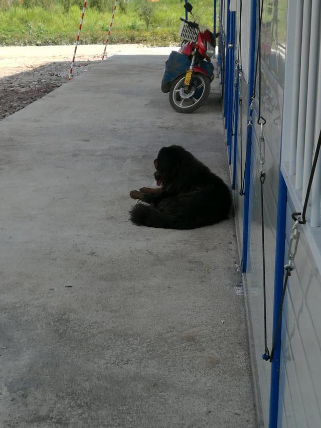 流浪藏獒袭击野生动物图片