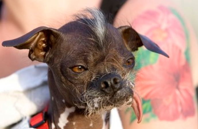 世界上最丑的5种狗:第一种被视流浪狗,最后一种曾吓跑主人男友