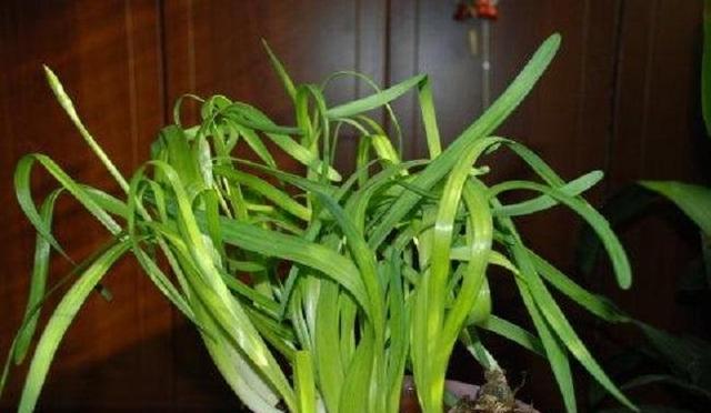 水仙花猛长叶子软趴趴,死活不开花,喷点"开花水",开到停不下