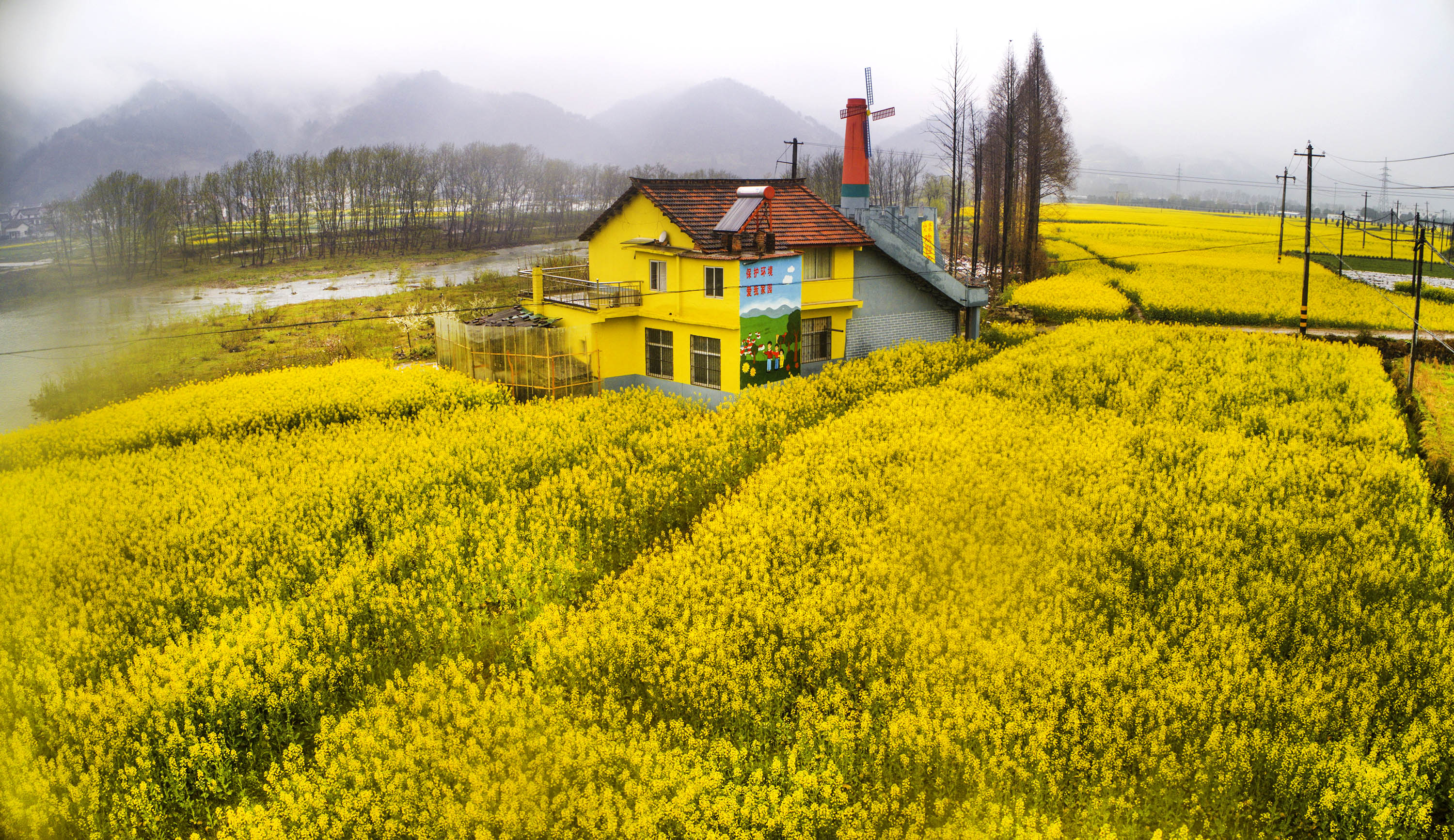 陕西勉县:满目金黄醉春色(2)