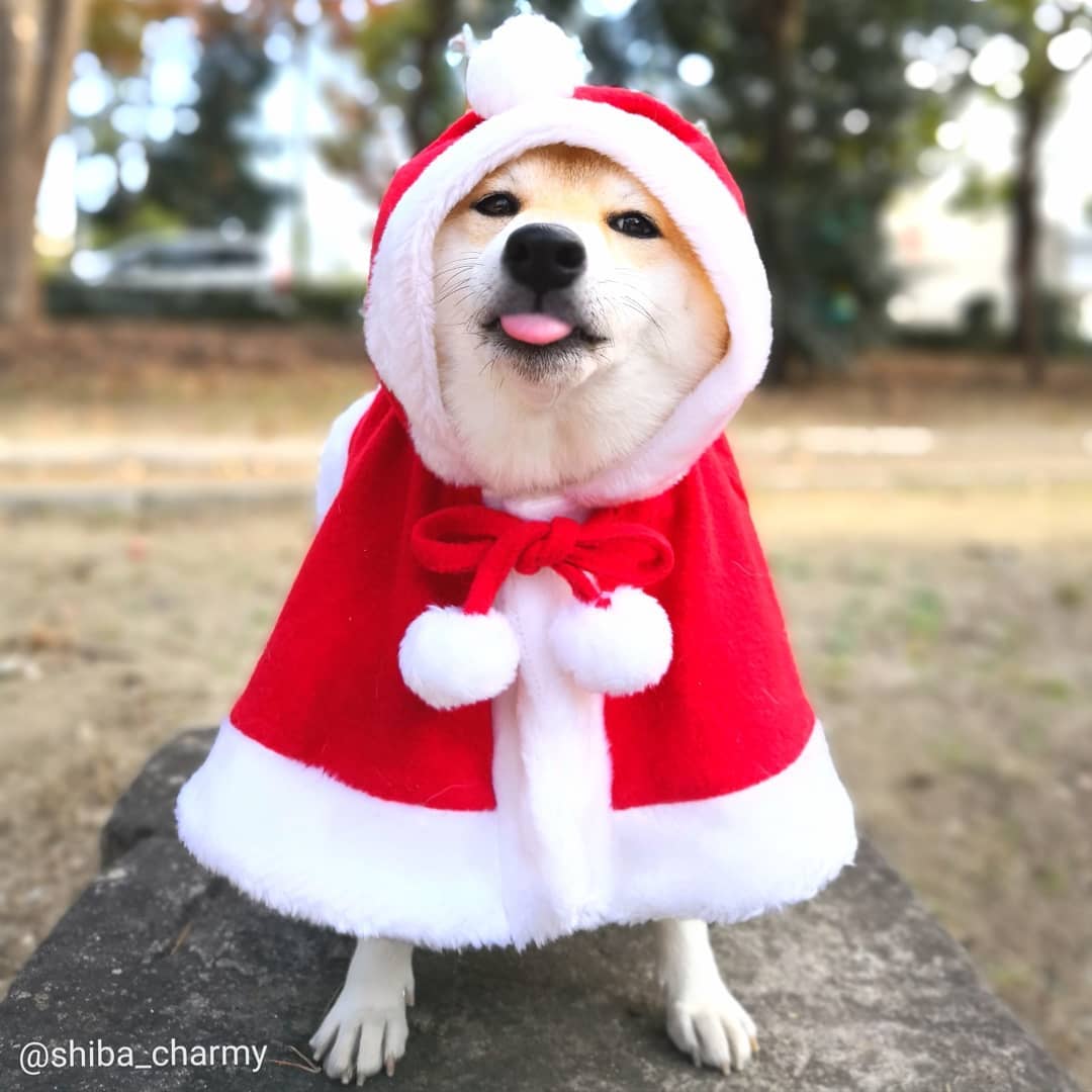 柴犬过圣诞怎么这么搞怪?最后一只太让人羡慕了!