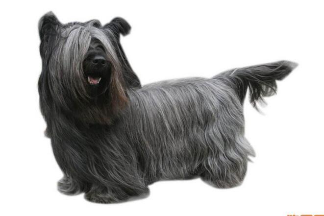 斯凯梗:维多利亚女王尤其钟爱,用来作为展示狗