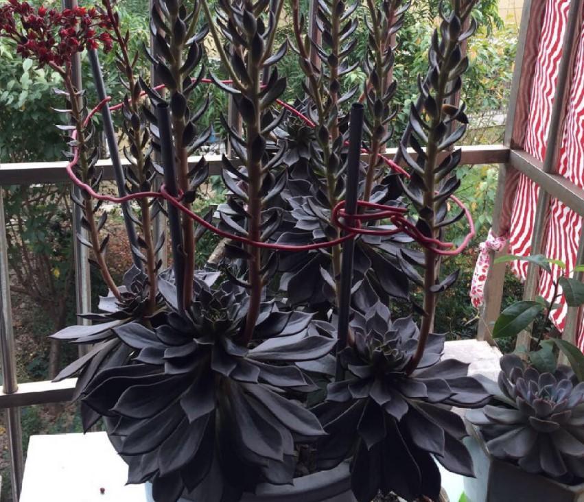 都说这黑王子像是中了毒,冬季这么养,越长越美!