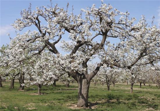 怎样提高梨树的产量,首先要改进梨树嫁接的方法