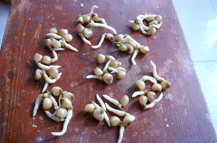 想养君子兰,几粒"种子"种一盆,叶片又厚又绿,花大色艳长爆盆