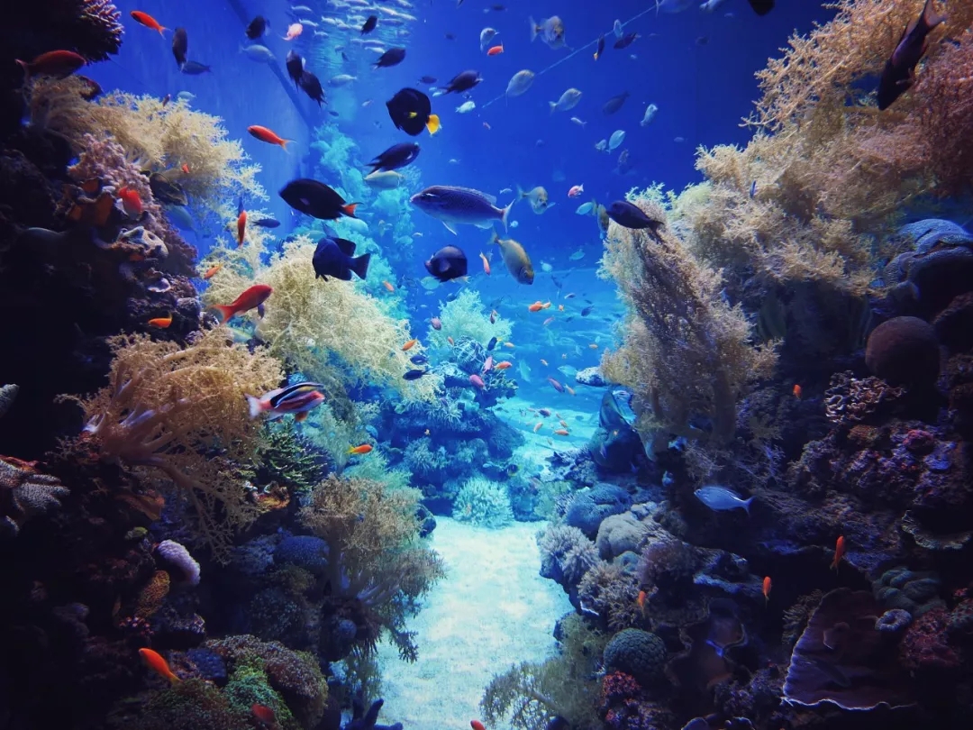 真正的海底世界,体验不一样的大海