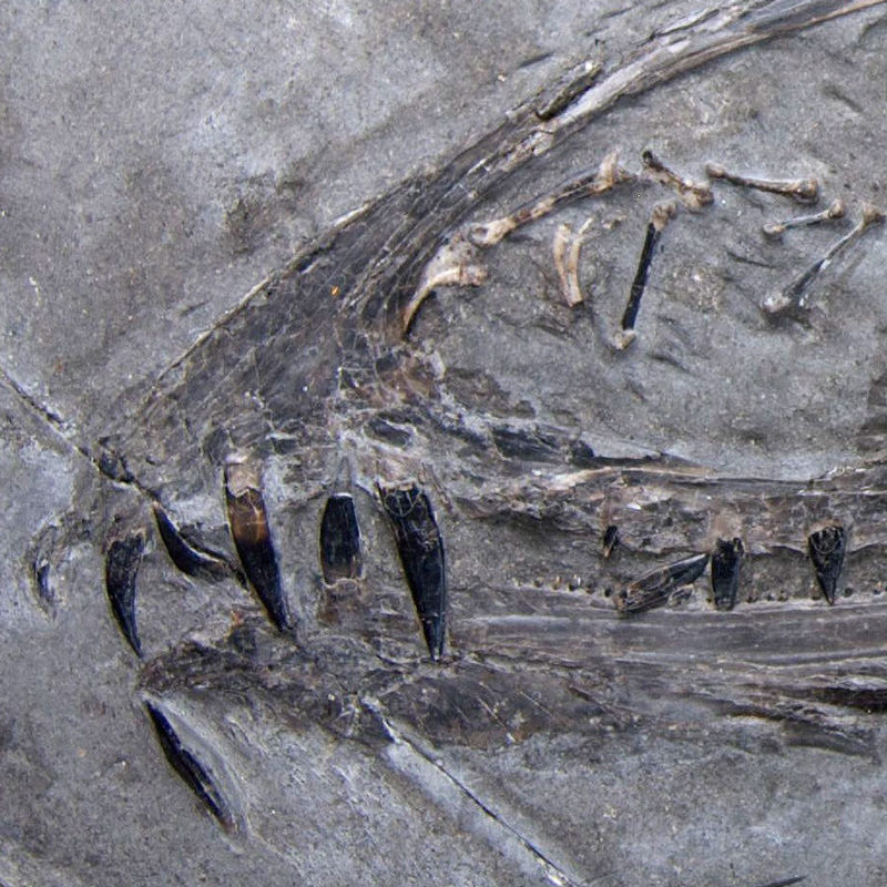 丑到爆的翼龙吃什么?科学家告诉你!