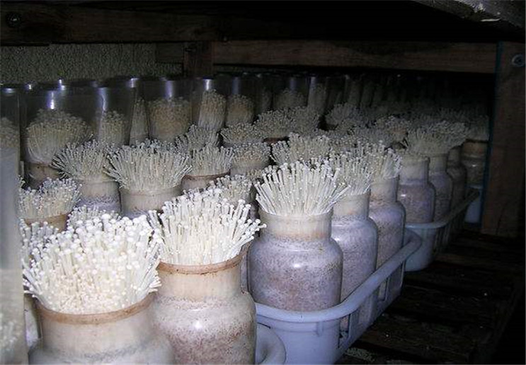 金针菇出菇期很重要,需要做好四个部分的管理