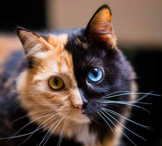 猫咪长了阴阳脸惨遭主人遗弃送人,等猫咪长大后前主人却又后悔了